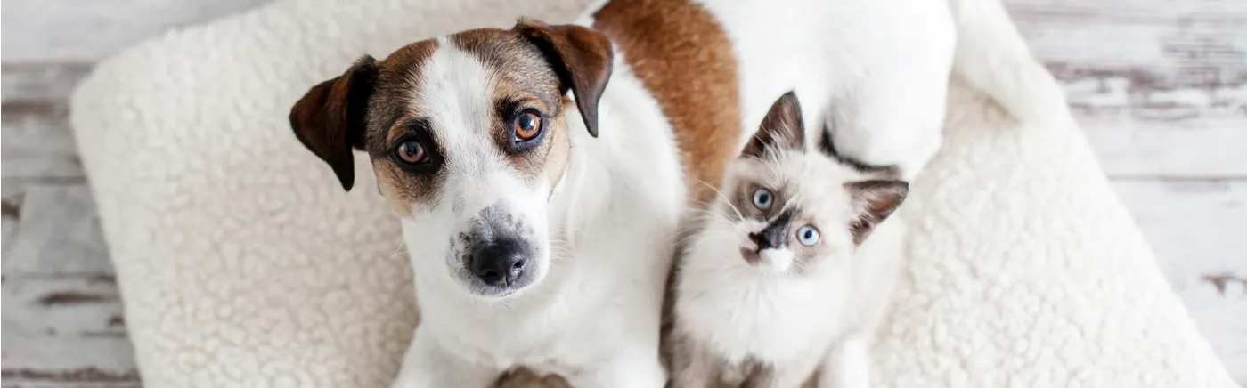 Dog and cat sitting together